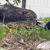 ご飯を食べる猫2