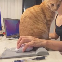 作業台にいる猫