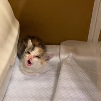 鳴いている子猫