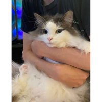 抱かれている猫