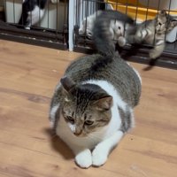 しっぽを左に動かすぴえんくん