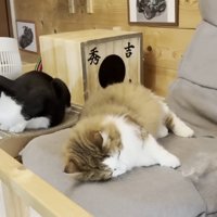 寝転がる猫