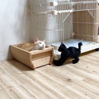 寄ってきた子猫