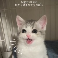 ケージの中で鳴く子猫