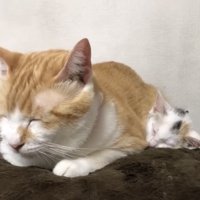 熟睡する先住猫と子猫