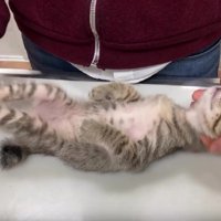 検査を受ける猫