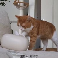 ティッシュを掘る猫