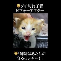 あたしが守るっシャー！