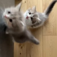 ジャンプしておやつをほしがる2匹のミヌエットの子猫