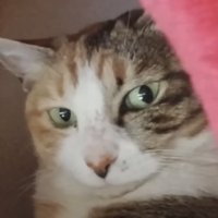 猫の顔アップの写真