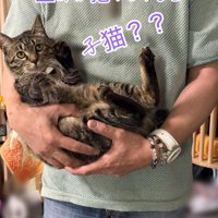 男性に抱っこされる猫