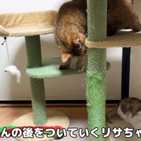 キャットタワーで遊んでいる成猫と子猫