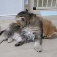 2匹の猫