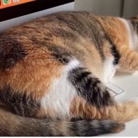 パソコン前で眠る猫