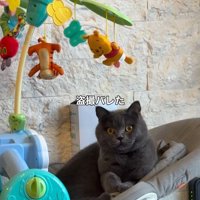 バウンサーに乗っている猫