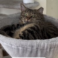 キャットタワーのハンモックで目を細めている猫