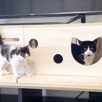 室内にいる猫たち