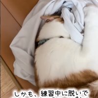 シャツを握りしめる猫