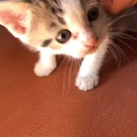 子猫時代の保護猫