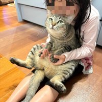 女の子に吸われる猫