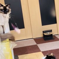 おもちゃで遊ぶラグドールとスコティッシュフォールド