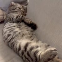 ソファに横になる猫