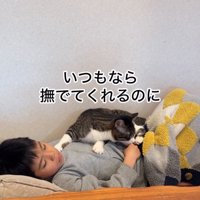 お腹の上に乗る猫