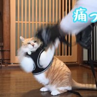 人の手に攻撃する猫