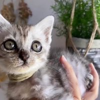 てのひらにのった子猫