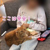 猫をひざにのせた女の子