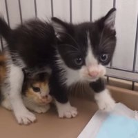 保護当初の兄妹子猫