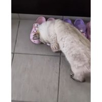 猫と靴