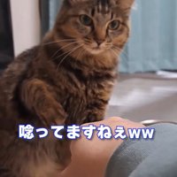 猫パンチの構えをする猫