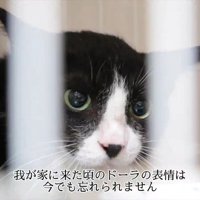 ケージの中にいる猫