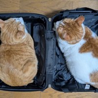 スーツケースに入った2匹の猫