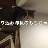切り込み隊長のももちゃん