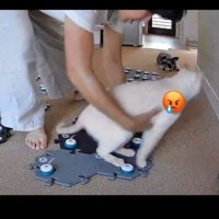 飼い主が抱き上げようとして逃げる猫