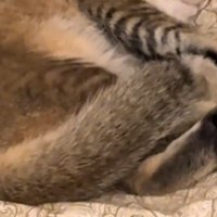 猫の手足アップ