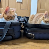 スーツケースに入った2匹の猫