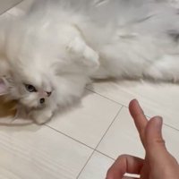 撃たれたふりをするサイベリアンの猫