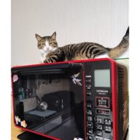 電子レンジの上の猫