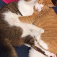 茶白猫を舐めるキジトラ猫