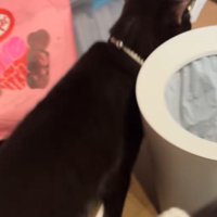 部屋を一周してキッチンへと消えてゆく猫