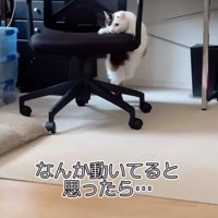 椅子を回す猫