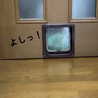 猫用通路から枕をひっぱる猫