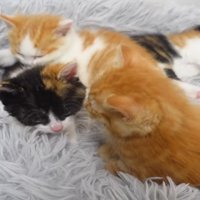 クッションに運ばれた4匹