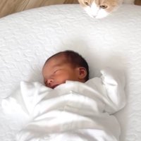 赤ちゃんを見つめる猫