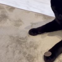 前足の上にコインを乗せられた猫の写真