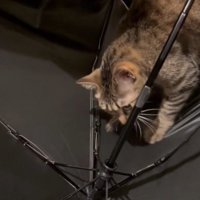 熱心に傘を前足で引っ掻く猫
