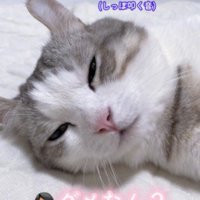 しっぽを叩きつけた猫